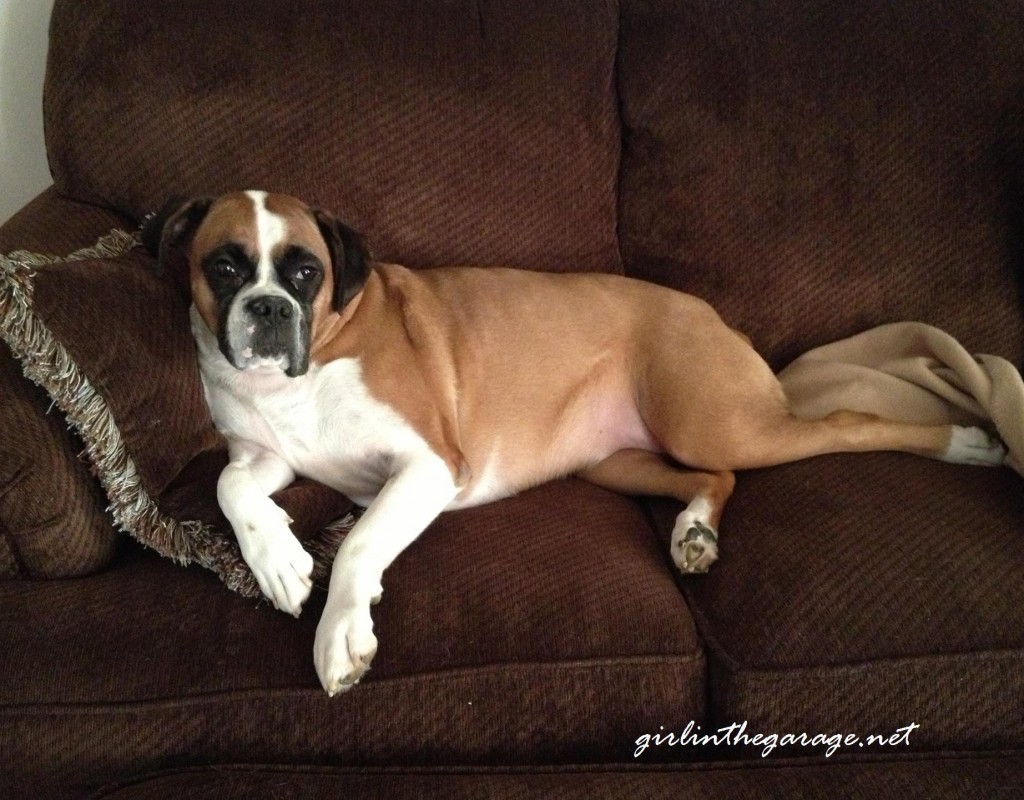 Abby (Boxer) profile picture from Girl in the Garage blog