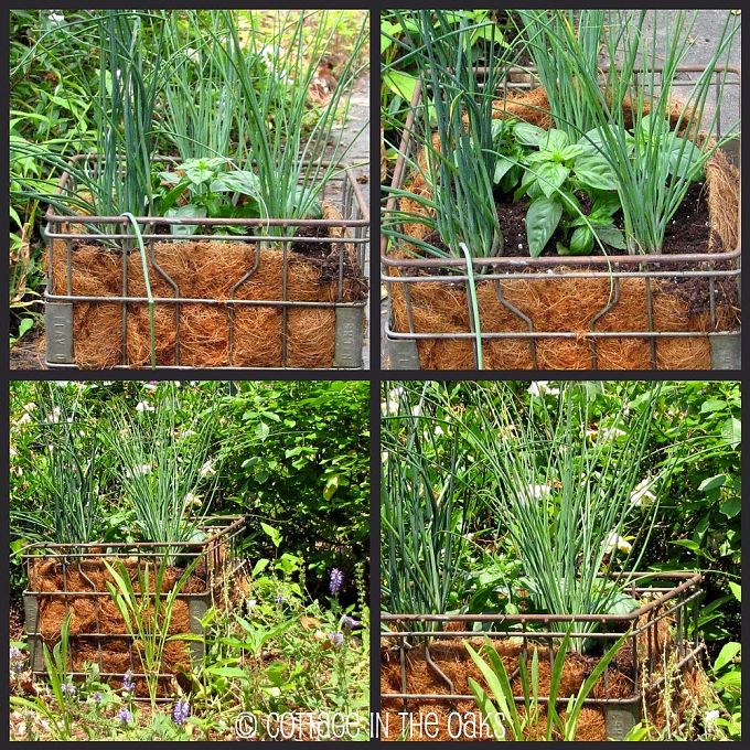 Milk crate herb garden by Cottage in the Oaks